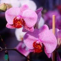 Phalaenopsis 4_(2)