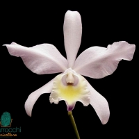 Vaso-per-orchidea_O1